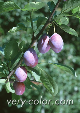 ap17093.jpg